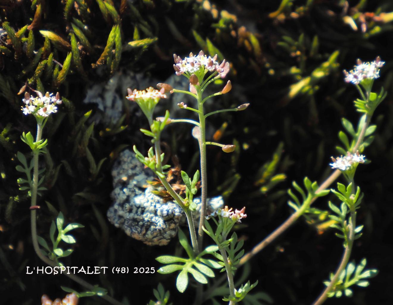 Chamois cress, Rock